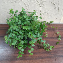 Load image into Gallery viewer, #G15 Ficus Pumila Minima