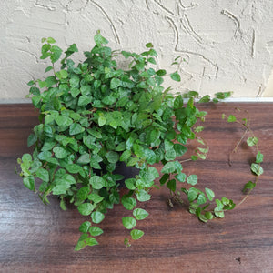 #G15 Ficus Pumila Minima