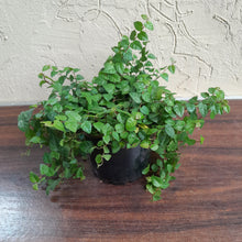 Load image into Gallery viewer, #G15 Ficus Pumila Minima
