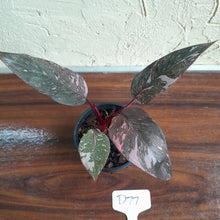 Load image into Gallery viewer, #D77 Philodendron Pink Princess Galaxy Marble