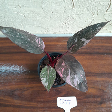 #D77 Philodendron Pink Princess Galaxy Marble