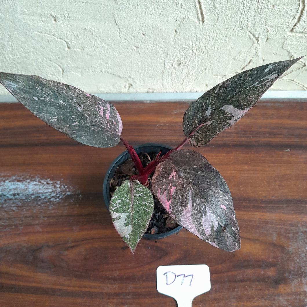 #D77 Philodendron Pink Princess Galaxy Marble