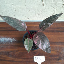 Load image into Gallery viewer, #D77 Philodendron Pink Princess Galaxy Marble