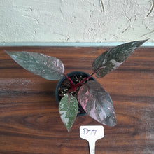 Load image into Gallery viewer, #D77 Philodendron Pink Princess Galaxy Marble