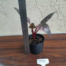 Load image into Gallery viewer, #D77 Philodendron Pink Princess Galaxy Marble
