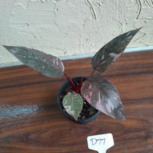 Load image into Gallery viewer, #D77 Philodendron Pink Princess Galaxy Marble