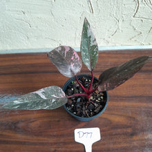 Load image into Gallery viewer, #D77 Philodendron Pink Princess Galaxy Marble