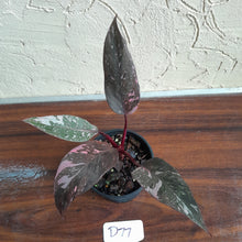 Load image into Gallery viewer, #D77 Philodendron Pink Princess Galaxy Marble