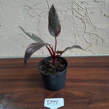 Load image into Gallery viewer, #D77 Philodendron Pink Princess Galaxy Marble