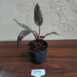 #D77 Philodendron Pink Princess Galaxy Marble