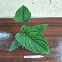 Load image into Gallery viewer, #D458 Philodendron Furcatum