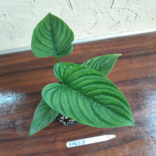 Load image into Gallery viewer, #D458 Philodendron Furcatum