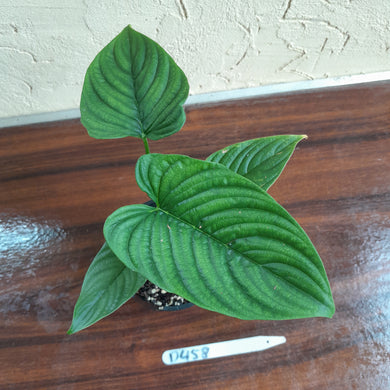#D458 Philodendron Furcatum