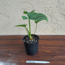 Load image into Gallery viewer, #D458 Philodendron Furcatum
