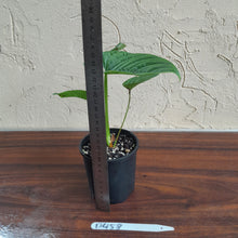 Load image into Gallery viewer, #D458 Philodendron Furcatum