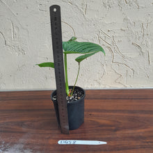 Load image into Gallery viewer, #D458 Philodendron Furcatum