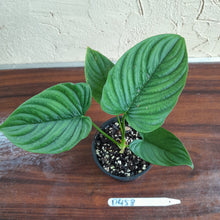 Load image into Gallery viewer, #D458 Philodendron Furcatum