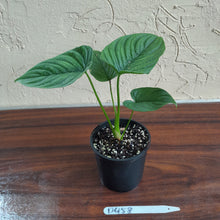 Load image into Gallery viewer, #D458 Philodendron Furcatum