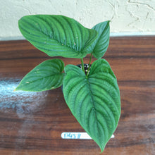 Load image into Gallery viewer, #D458 Philodendron Furcatum