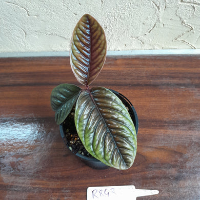 #R843 Labisia Sp.