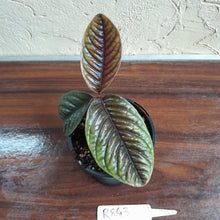 Load image into Gallery viewer, #R843 Labisia Sp.