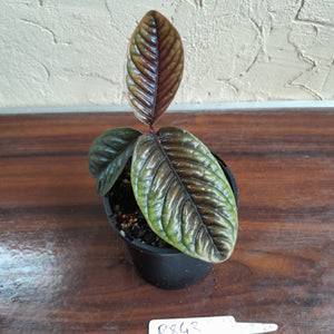 #R843 Labisia Sp.