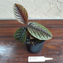 Load image into Gallery viewer, #R843 Labisia Sp.