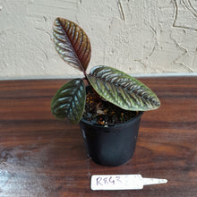 Load image into Gallery viewer, #R843 Labisia Sp.