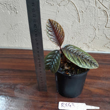 Load image into Gallery viewer, #R843 Labisia Sp.