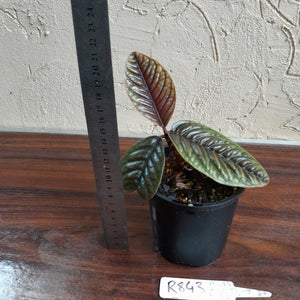 #R843 Labisia Sp.