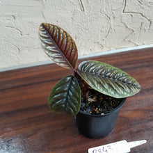 Load image into Gallery viewer, #R843 Labisia Sp.