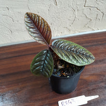 Load image into Gallery viewer, #R843 Labisia Sp.