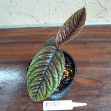 Load image into Gallery viewer, #R843 Labisia Sp.