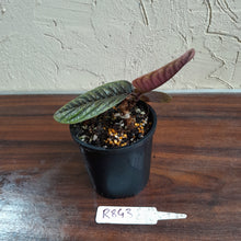 Load image into Gallery viewer, #R843 Labisia Sp.