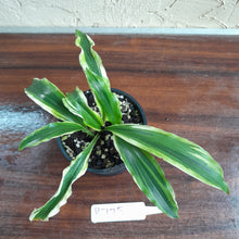 Load image into Gallery viewer, #R775 Kaempferia Gilbertii Tricolor