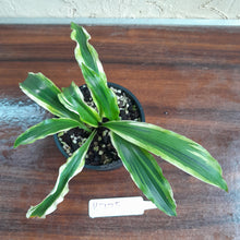 Load image into Gallery viewer, #R775 Kaempferia Gilbertii Tricolor