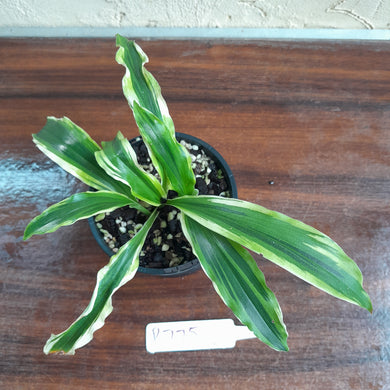 #R775 Kaempferia Gilbertii Tricolor