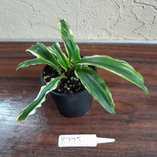 Load image into Gallery viewer, #R775 Kaempferia Gilbertii Tricolor