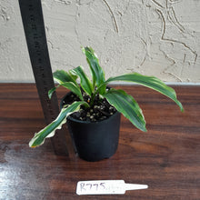 Load image into Gallery viewer, #R775 Kaempferia Gilbertii Tricolor