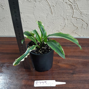 #R775 Kaempferia Gilbertii Tricolor
