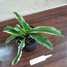 Load image into Gallery viewer, #R775 Kaempferia Gilbertii Tricolor