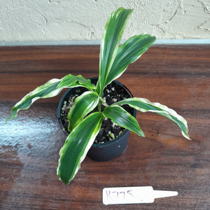 #R775 Kaempferia Gilbertii Tricolor