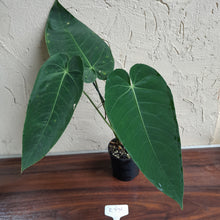 Load image into Gallery viewer, #R776 Anthurium Purple Mama
