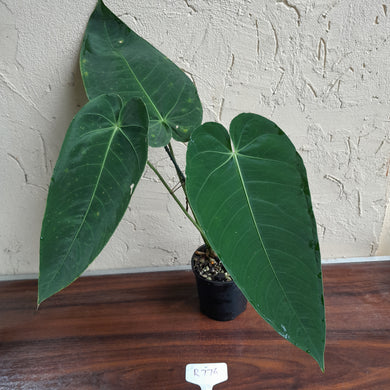 #R776 Anthurium Purple Mama