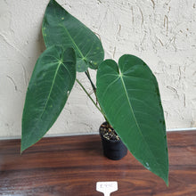 Load image into Gallery viewer, #R776 Anthurium Purple Mama