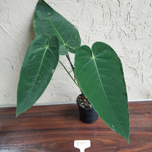 Load image into Gallery viewer, #R776 Anthurium Purple Mama