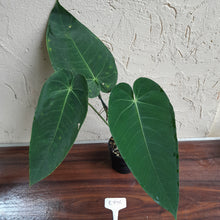 Load image into Gallery viewer, #R776 Anthurium Purple Mama
