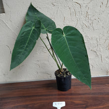 Load image into Gallery viewer, #R776 Anthurium Purple Mama