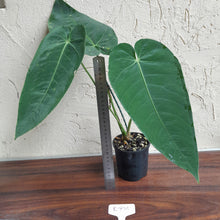 Load image into Gallery viewer, #R776 Anthurium Purple Mama