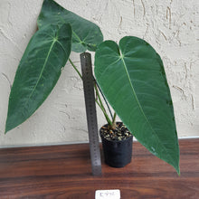 Load image into Gallery viewer, #R776 Anthurium Purple Mama